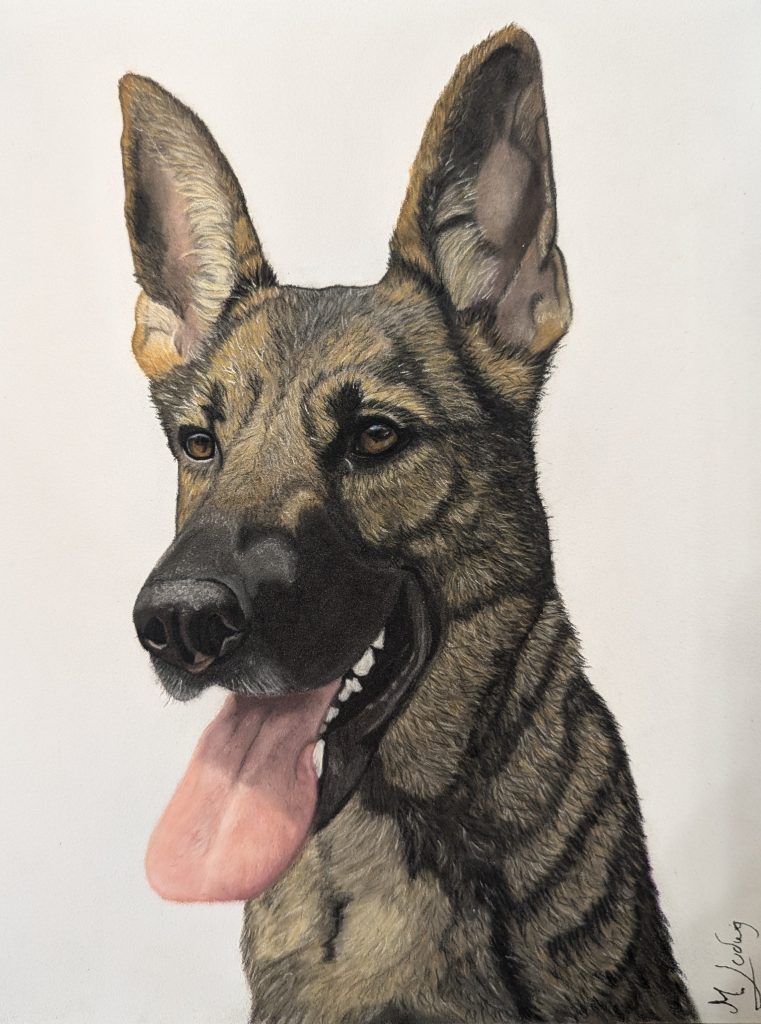 Schäferhund Anja zeichentechnik Pastell